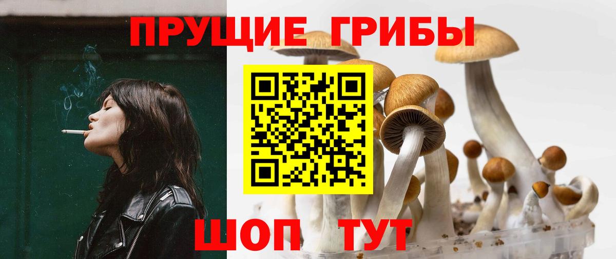 Заринск  Псилоцибиновые грибы Psilocybine cubensis  Вход с VPN 